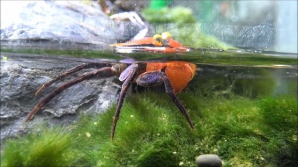 Geosesarma hagen 'Red Devil' - The most beautiful crab ᴴᴰ
