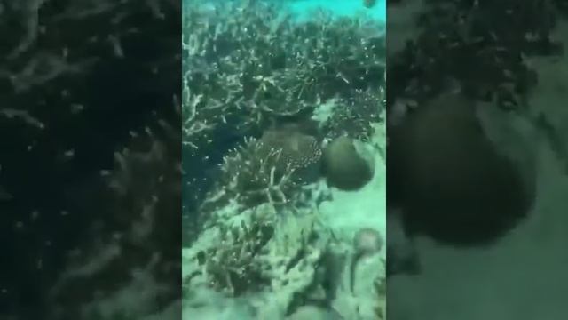 iPhone XS Camera Testing Underwater..!!! смотреть онлайн