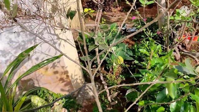 How to grow Apple plant in pot || hot climate apple varieties || Anna || Golden Dorset || HRMN -99 смотреть онлайн