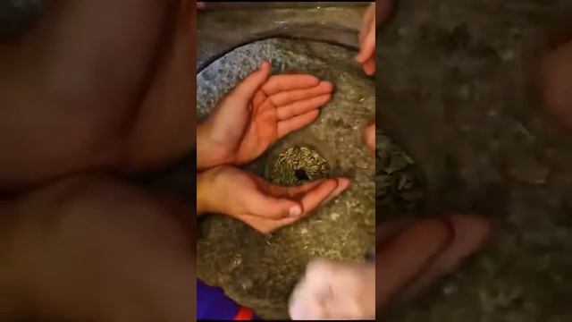 Покровские гуляния смотреть онлайн