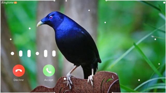 Iphone sms message Ringtone | Message Tone | Cute sms Ringtone | Love ringtone | notification tone смотреть онлайн