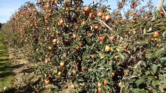 New York Apple Garden смотреть онлайн