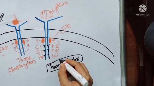 JAK STAT PATHWAY смотреть онлайн