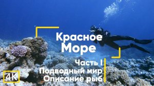 Рыбы Красного моря (с описанием). Часть 1. Египет. Дайвинг. Подводная съёмка на GoPro 8.