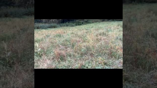 Охота на овсах. Медведь добыт. смотреть онлайн