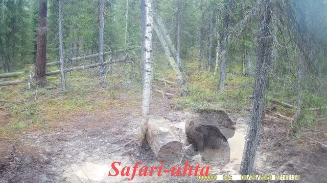 Медвежьи грязевые ванны смотреть онлайн