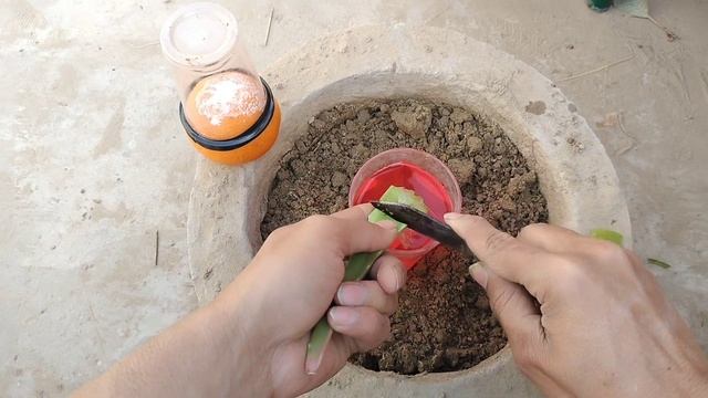 Best way to grow Orange tree from Orange 100% work смотреть онлайн