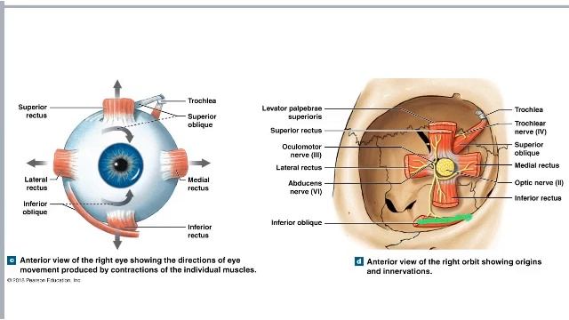 Axial Muscle Lecture смотреть онлайн