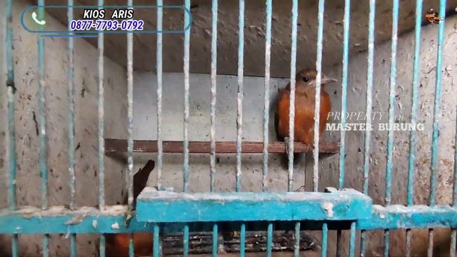 GAK LAGI JUAL JUTAAN MAHAL!!! BEO 600 RIBU PANCAWARNA IMPOR 500 RIBU DI PASAR BURUNG PRAMUKA смотреть онлайн