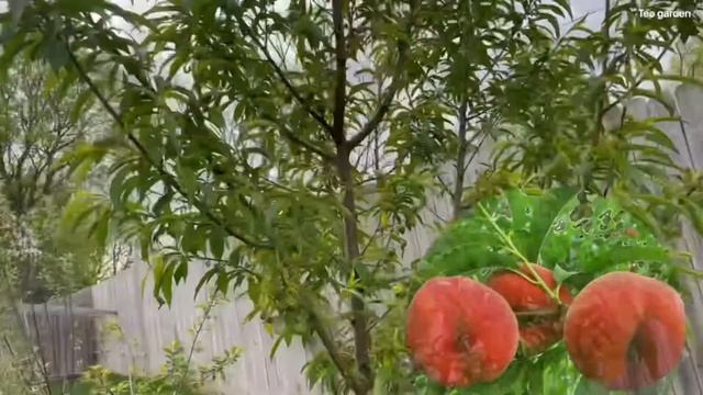 Jujube honey jar, GA 866, li… pink pearl apple, mountain rose apples…..! Táo ruột hồng ngon nhất смотреть онлайн