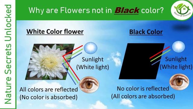 Why are flowers not in Black Color ? Nature Secrets Unlocked смотреть онлайн