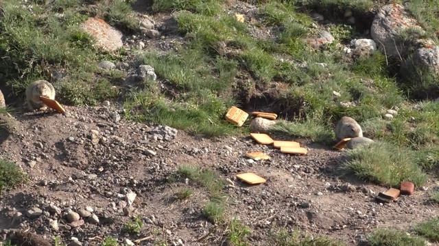 Суслики смотреть онлайн