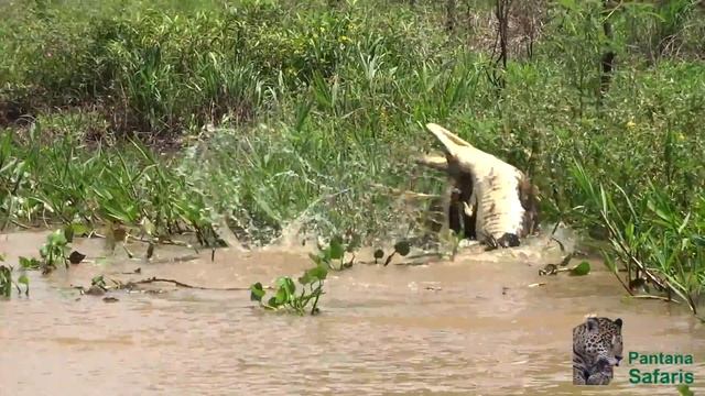 Jaguar killing a caiman | Pantanal safaris jaguar photography смотреть онлайн