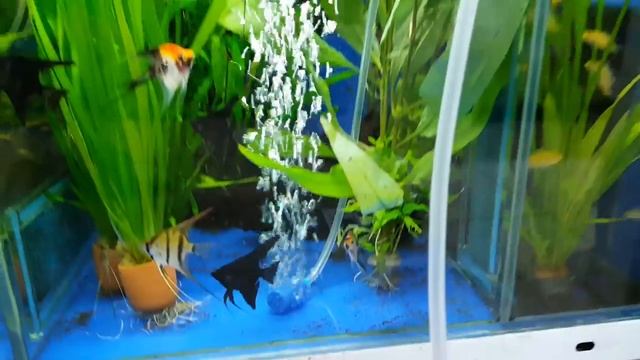 Компрессор HiDOM Mini смотреть онлайн