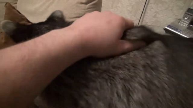 Енот Веня смотреть онлайн