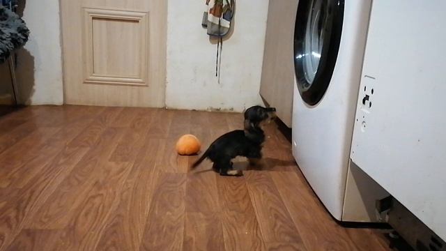 Щенок таксы кроличьей жесткошерстной, 2,5 мес.