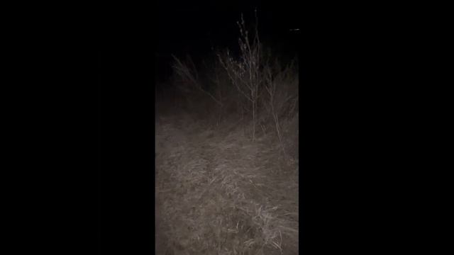 Охота на хищника. Маним электронным манком. Два шакала, один матёрый! смотреть онлайн