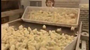 Инкубатор промышленный