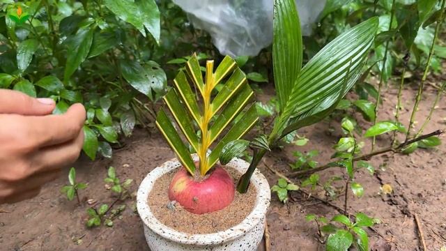 Great !! Grafting Coconut with Apples Fruit To Get a Lot of Fruit смотреть онлайн
