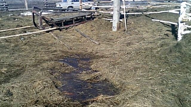 Лошадь привизал на веревку смотреть онлайн