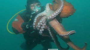 Осьминог Дофлейна
и другие обитатели Японского моря