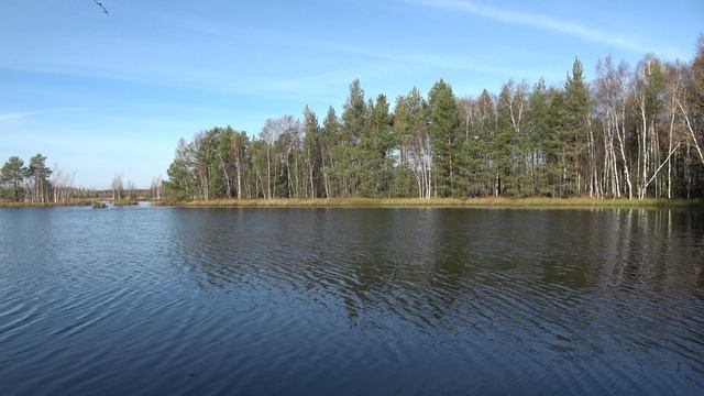 Прогулка в лесу смотреть онлайн