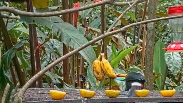 Как тукан ел банан #shortsfunny #тукан #toucan #tucán #巨嘴鳥 #tukang #टूकन #Tukan