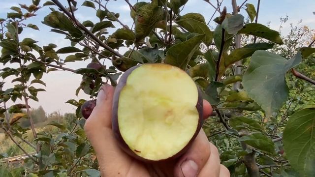 Arkansas Black Apple Orchard Taste Test смотреть онлайн