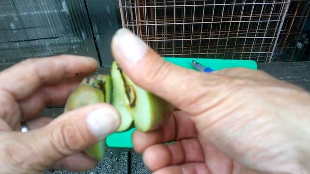 Summer pruning cordons| How to Identify 3 problems with apples| Codling moth| Brown rot| apple scab смотреть онлайн