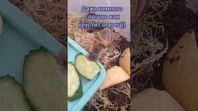 УЛИТИК ЗАВТРАКАЕТ смотреть онлайн