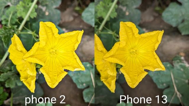 Nothing Phone 2 Vs Iphone 13 Camera Test