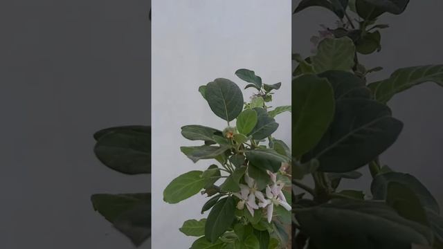 Apple plant flowering HRMN99 #wonderful flowering#Attractive flowers of apple #hot climate apple смотреть онлайн