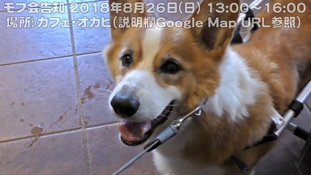 モフ会 告知 / Goro & Roku eat chiffon cake 20180803 シフォンケーキを食べるゴローさんとロクさん dog コーギー 犬 смотреть онлайн