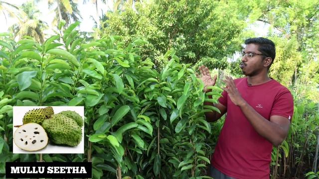 10 NEW VARITIES SUGAR APPLE FRUIT PLANT | GOLDEN SEETHA | RED SEETHA | NMK -1 SEETHA | RAM SEETHA смотреть онлайн