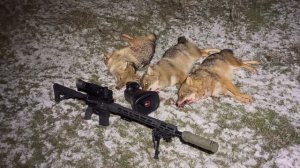 Охота на шакала. Отстреляно пятнадцать хищников!!!