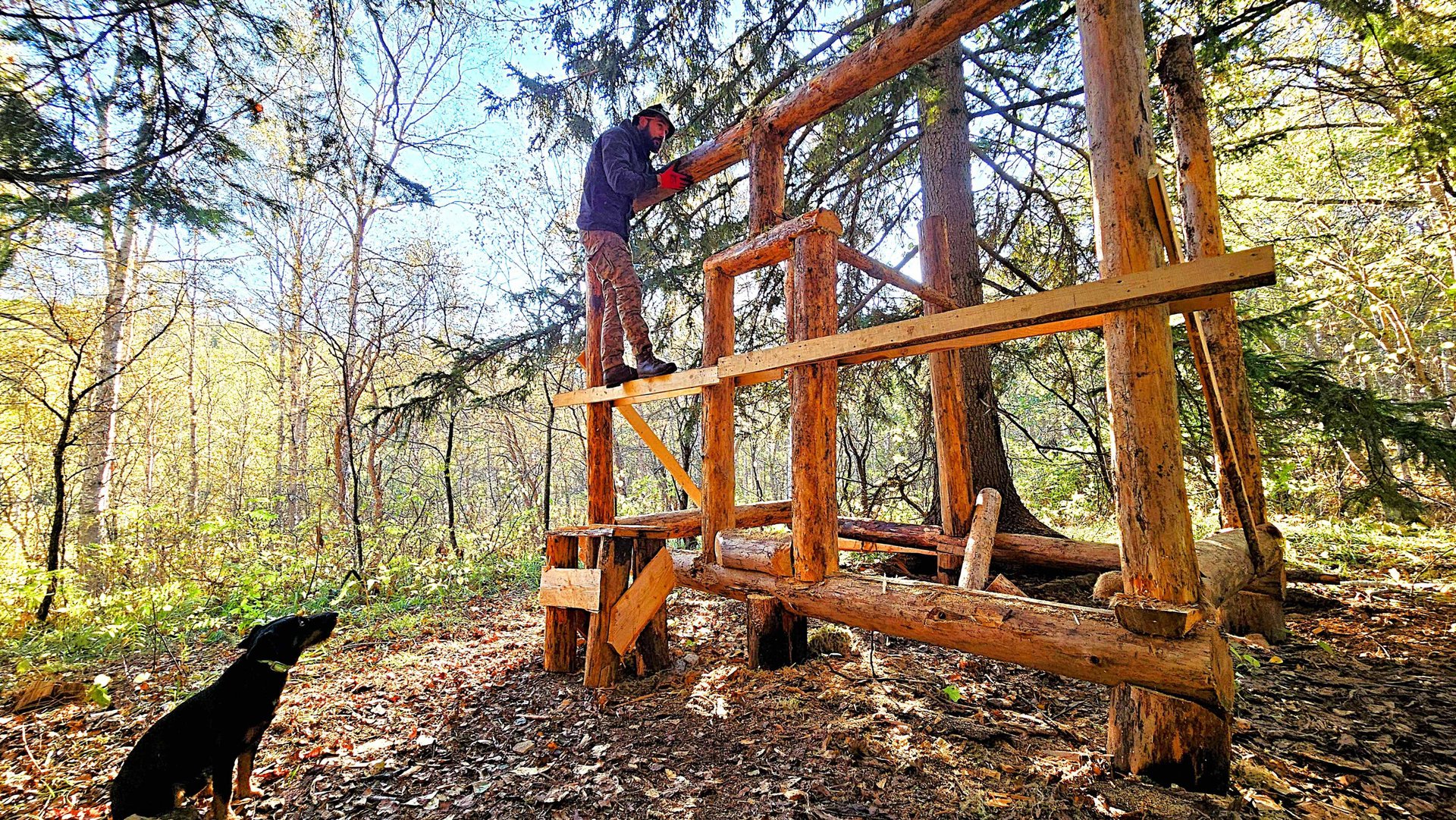 Строю большом дом мечты в глухом лесу - Сломал венцы | Сделал каркас смотреть онлайн
