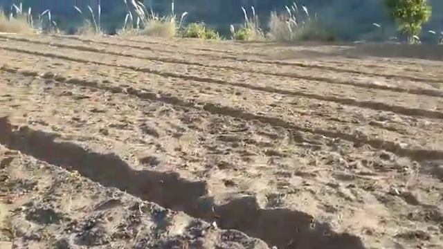 Apple seedling nursery field preparation management process 2023-2024... смотреть онлайн