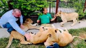 Олег Зубков и доктор Василий в четыре руки управляются с золотым прайдом и ДЕЛАЮТ УКОЛЫ!