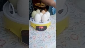 Закладка куриных яиц в мой новый мини инкубатор с Озона  3 января 2022г.