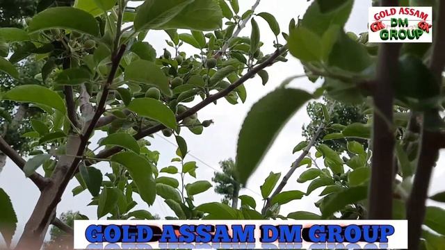 assam apple tree । অসমত আপেল খেতি ।অসমত আপেল গছ । আপেল গছ смотреть онлайн