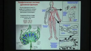 5. Система кровообращения. Физиология человека и животных - Ловать М. Л. Teach-in.