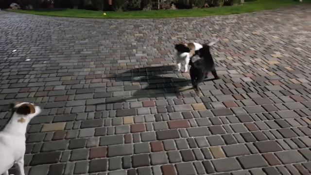 Долли и Вилли знакомятся с Чарли! Ждём будку смотреть онлайн