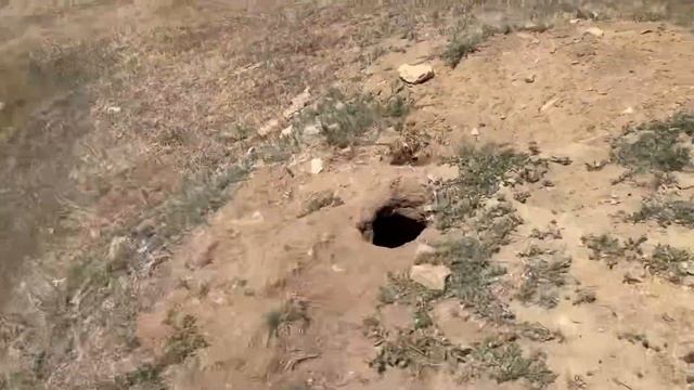 Охота на сурка, поиск новых мест и удачный дальний выстрел. ( не исключаю случай на 489 метров). смотреть онлайн