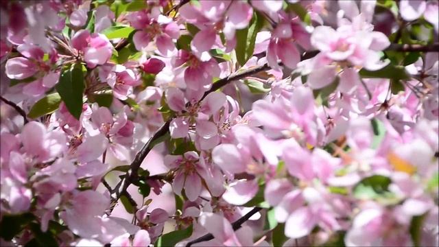 MANY BEES HUMMING BIRD WHITE CRAB APPLE TREE MEMORIAL WEEKEND 2019 смотреть онлайн