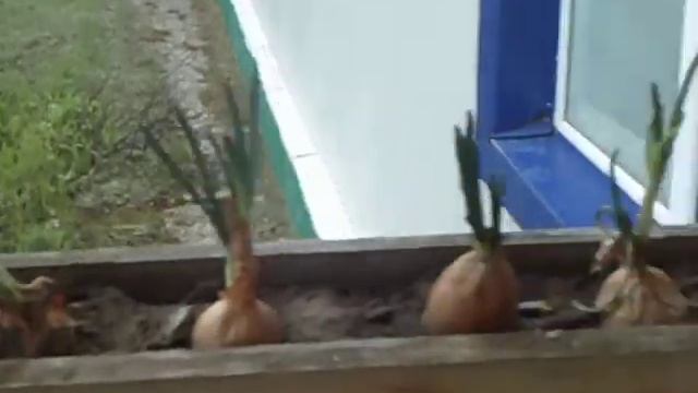 Опять снег летом 13 06 2019 года ЯНАО,п Лонгъюган смотреть онлайн