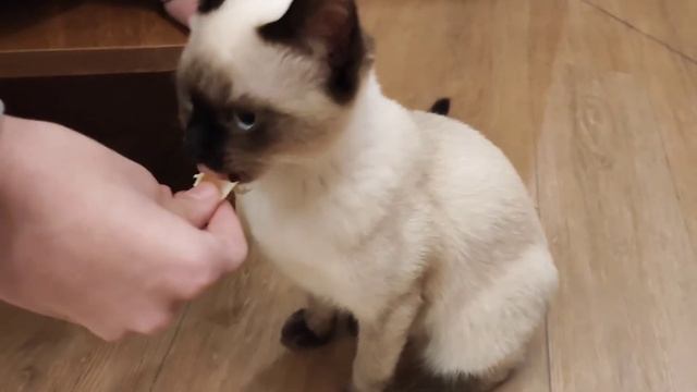 Beethoven, Tangerine and Cat. 🍊 Alpha The Siamese Cat eating a tangerine! (mandarin, mandarine). смотреть онлайн