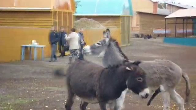 Brazzers смотреть онлайн