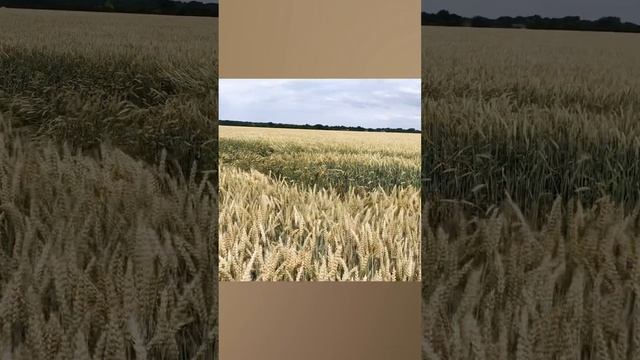 Ипатовский и Абеинский район_Дорога в Крым_25.06.2022 год