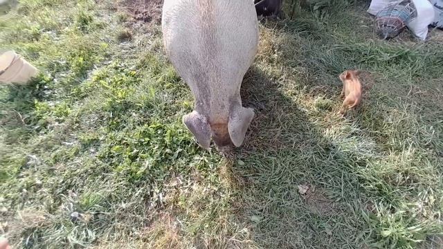 Поросята получают солнечные ванны. Умелительное кормление. смотреть онлайн