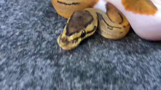 Black Pastel pinstripe Het Pied X Albino Pied Update video. смотреть онлайн